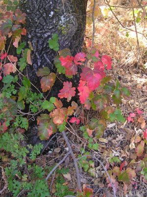 poison oak pictures on skin. Poison Oak – This is what your